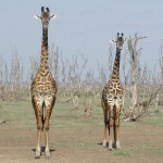 Girafes dupliquées Contenu dupliqué